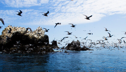 birds flying and marine fauna resting on rocks with the sunny sky over the Marcona sea
