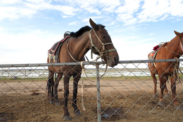 Horses bred in an outdoor wilderness stable