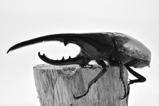 459 件の最適な ヘラクレスオオカブト 画像 ストック写真 ベクター Adobe Stock 459 件の最適な ヘラクレスオオカブト 画像 ストック写真 ベクター Adobe Stock