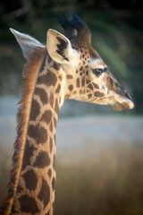 Young long necked Giraffe portrait 