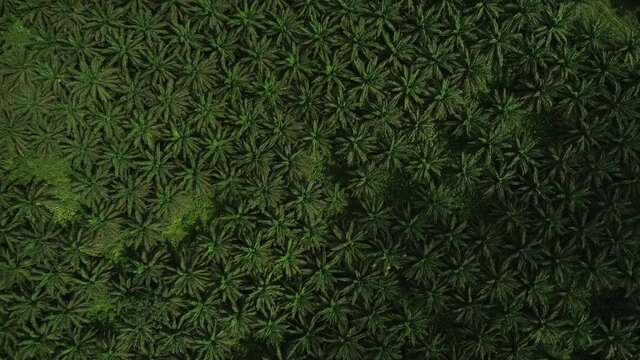 Palm Tree forest.

Palm oil farming in West Africa.