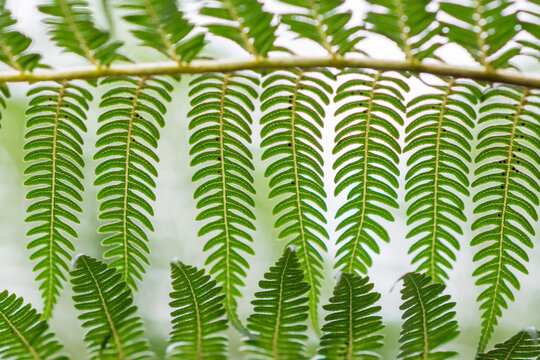 Overlapping fern fronds making a pattern