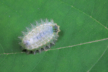 Echinococcus compressa Larva