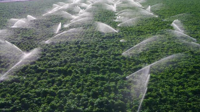 Potato field being irrigated during morning sunrise. Aerial view from a drone.