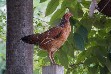 A rooster standing under a tree.