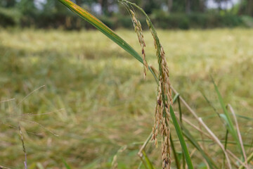 Fototapeta na wymiar Rice is turning yellow in the fields.