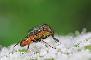  Flies are gathering nectar in the wild