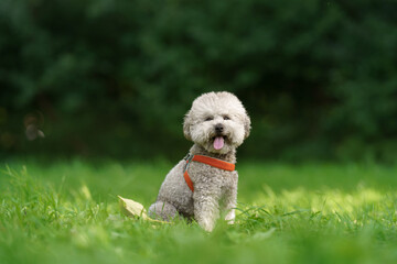 small Gray poodle on the grass. Pet in nature. Cute dog like a toy 