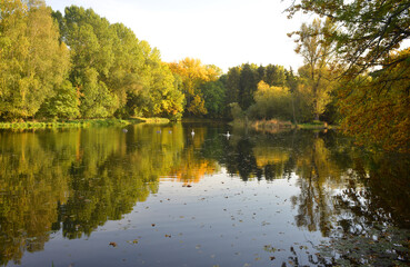Fototapeta na wymiar Beautiful fall landscape scene with colorful trees on a lake ans swans