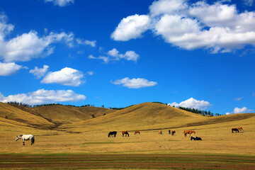The Eastern Mongolian Steppes are home to the largest remaining intact temperate grasslands of the...