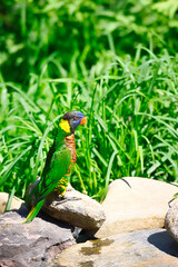 A colorful Lorikeet from Australia in a zoo exhibit. 