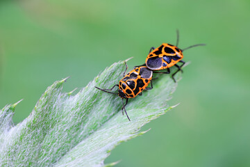 Stink bug copulates on green leaf