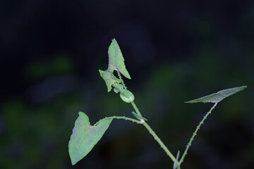 Chinese medicinal plant Polygonum scandens