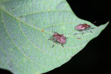 stinkbug on plant leaves in nature, North China Plain