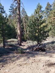 Big Bear scenic pine landscape
