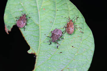 stinkbug on plant leaves in nature, North China Plain