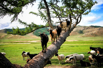 The Eastern Mongolian Steppes are home to the largest remaining intact temperate grasslands of the...