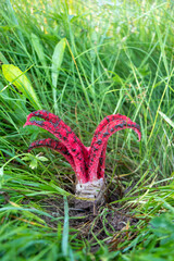 Clathrus archeri (Octopus Stinkhorn) growing in grass