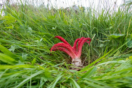 Clathrus archeri (Octopus Stinkhorn) growing in grass