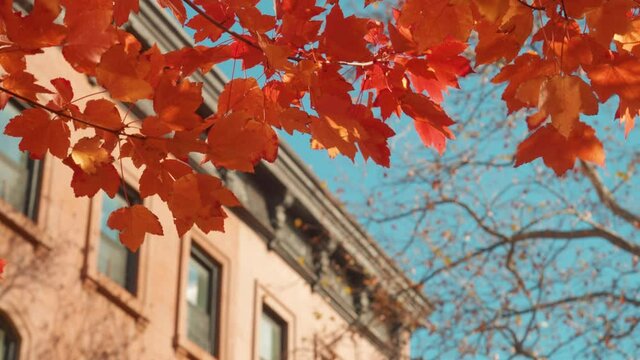orange leaves flutter over Brooklyn Brownstones in the fall