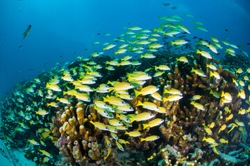 Fototapeta na wymiar 石垣島　海　サンゴ礁