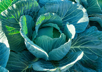 Obraz premium Close up of cabbage in the cabbage patch
