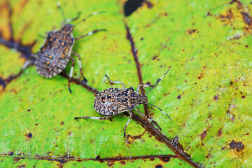 stinkbug on plant leaves in nature, North China Plain
