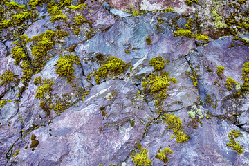 Closeup Shoot of Abstract Stone Texture Overgrown With Green Moss.