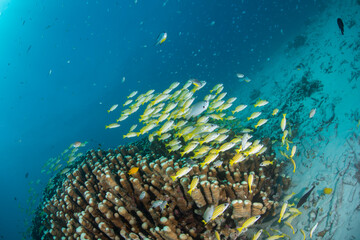 Fototapeta na wymiar 石垣島　魚　海　サンゴ礁