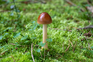 Amanita fulva (tawny grisette) mushroom growing in moss