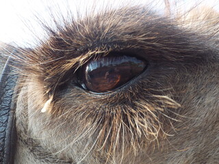 camel eye