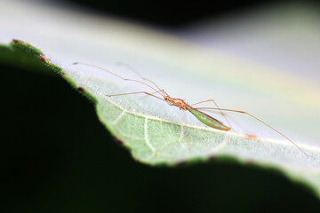 stinkbug on plant leaves in nature, North China Plain