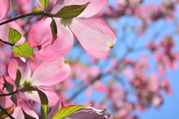日光に当たる桃色のハナミズキ