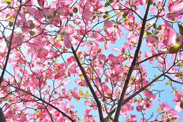 青空に咲く桃色のハナミズキ