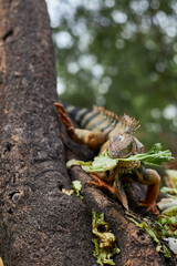 Iguana eating on a tree