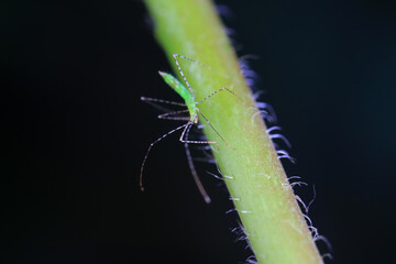 stinkbug on plant leaves in nature, North China Plain