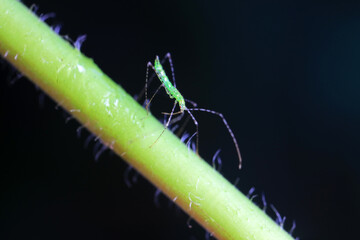 stinkbug on plant leaves in nature, North China Plain