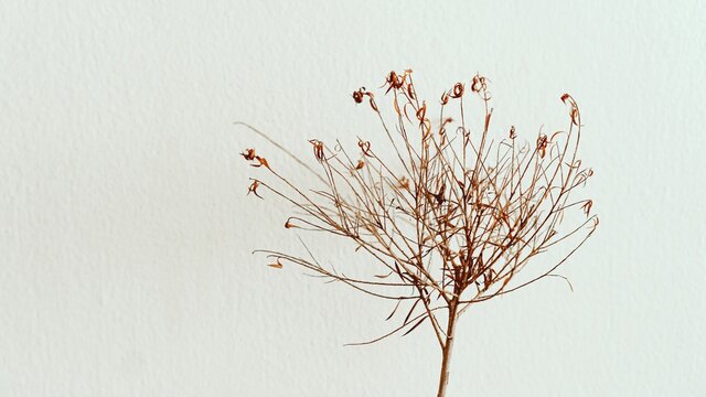 Dry flowers branch on white background