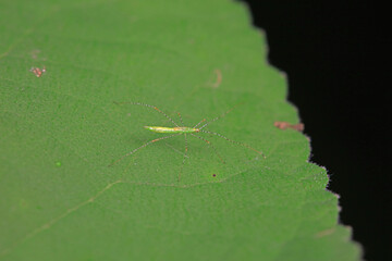 Obraz premium stinkbug on plant leaves in nature, North China Plain