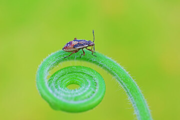 stinkbug on plant leaves in nature, North China Plain