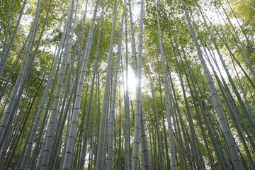 Backround Bamboo Forest Arashiyama Japan