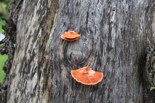 Tramete Bilder Durchsuchen 1,629 Archivfotos, und