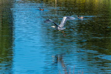 Great Blue Heron