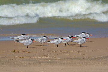Caspian Tern Flock