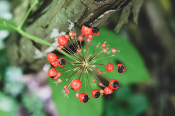 SONY DSC
forest of Tohoku in Japan
