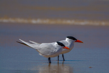 Caspian Tern Flock