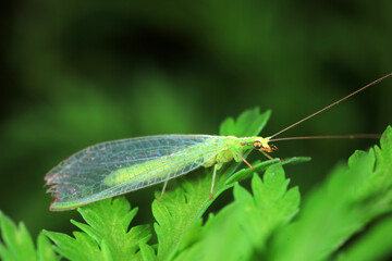 Chrysopa megacephala on green leaf