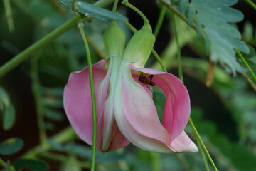 Fototapeta premium close up image of Pink Turi (Sesbania grandiflora) flower is eaten as a vegetable and medicine. The leaves are regular and rounded. The fruit is like flat green beans, long, and thin, out of focus
