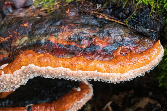 Fomitopsis pinicola (Red-banded polypore) growing in the woods