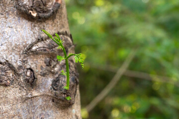 New redesigned growth from an old concept. A new sprout from an old tree